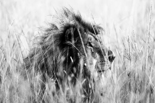 Lion in the grass 3 - LAURENT BAHEUX - Photograph