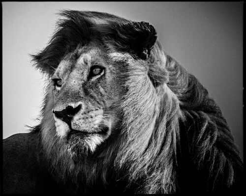 Lion in the Wind 2 - LAURENT BAHEUX - Photograph