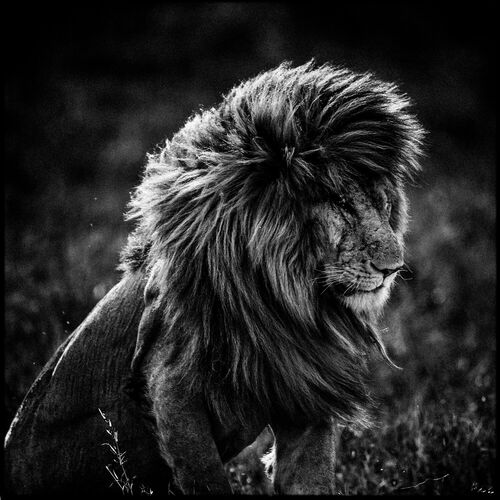 Lion in the Wind 4 - LAURENT BAHEUX - Kunstfoto