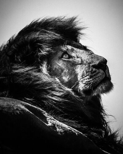 LION WATCHING THE SKY - LAURENT BAHEUX - Photograph