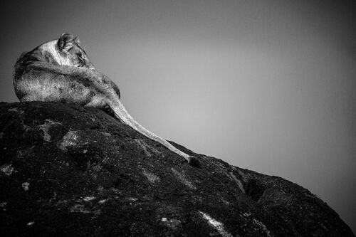 LIONESS ON A ROCK, TANZANIA 2015 - LAURENT BAHEUX - Photograph