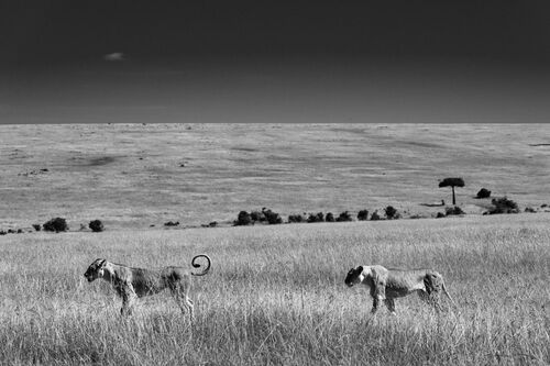 Lions crossing the plain - LAURENT BAHEUX - Kunstfoto