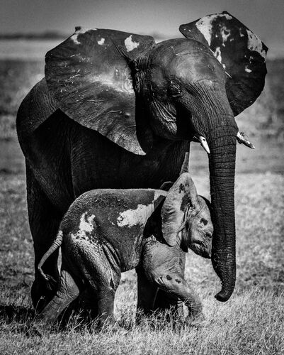 PROTECTION RAPPROCHEE - LAURENT BAHEUX - Kunstfoto