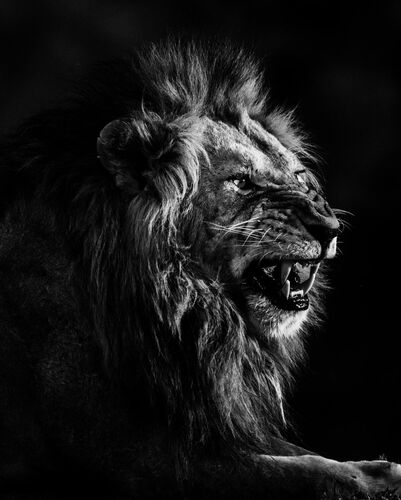 lions black and white photography