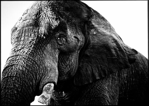 The Old One - LAURENT BAHEUX - Fotografie