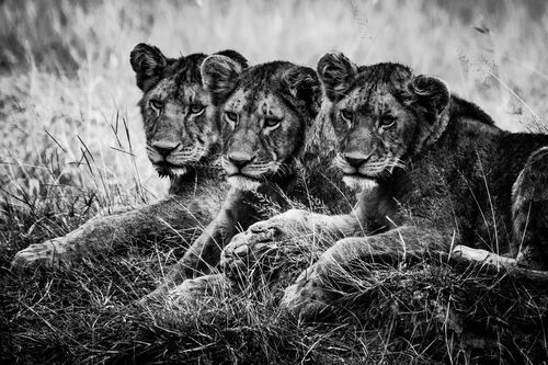 THREE LION CUBS WATCHING THE PLAIN - LAURENT BAHEUX - Photograph