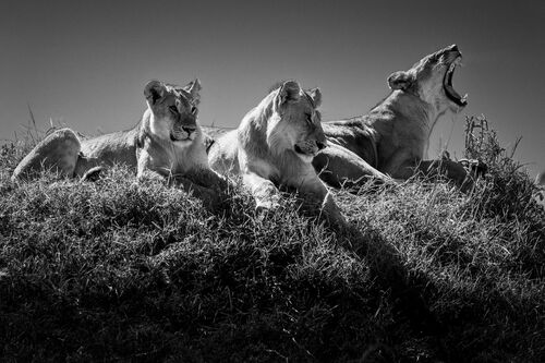 Wake up call - LAURENT BAHEUX - Kunstfoto