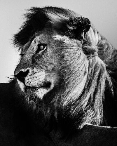 WILD LION PORTRAIT 2 - LAURENT BAHEUX - Photograph