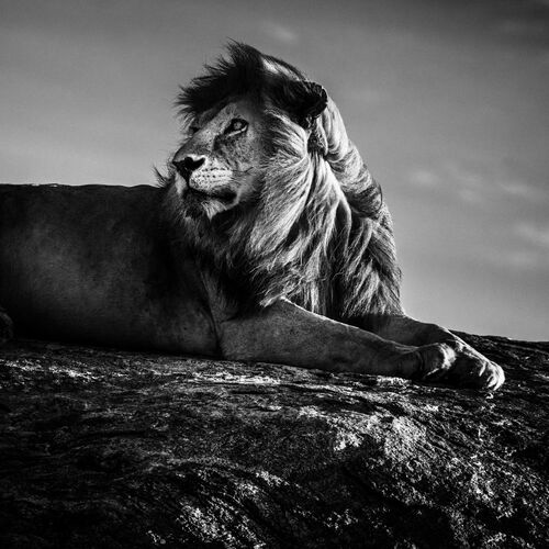 Wild star 1 - LAURENT BAHEUX - Fotografía