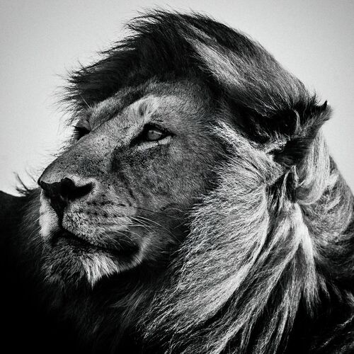 black and white photography lion