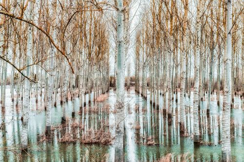 FORET ALLUVIALE -  LDKPHOTO - Photograph