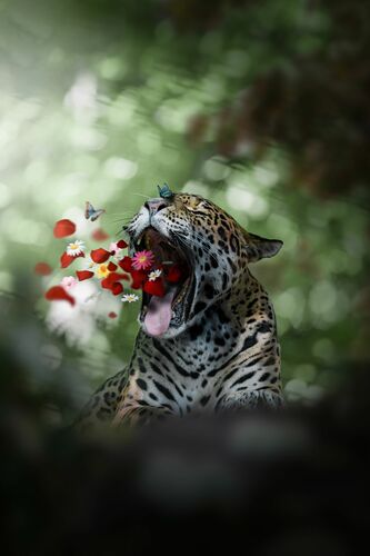 La Renaissance -  LES ANIMAUX IMAGINAIRES - Fotografia