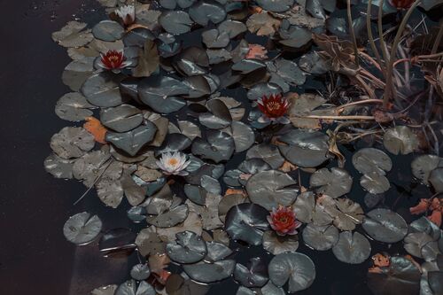 The Pond  -  LIZUAIN - Fotografie