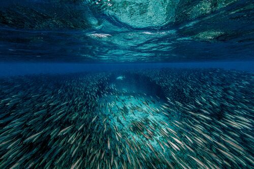 The Jack fish and the bait ball - LORENZO MITTIGA - Kunstfoto