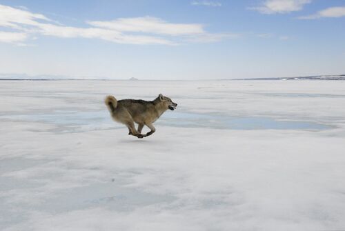 La chasse - Groenland - LUC HARDY - Fotografía