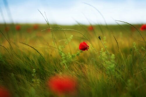 About the Color - LUIS MARIANO GONZALEZ - Photographie