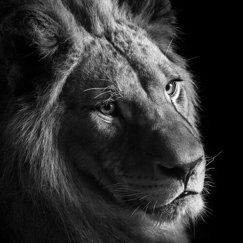 Black and white lion