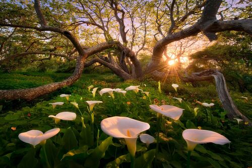 Heaven on Earth California Coast Final - MARC ADAMUS - Photograph