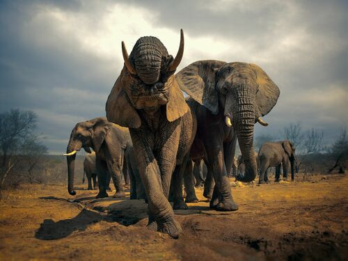 The Elephant Herd - MARIE FRANKEL - Photograph