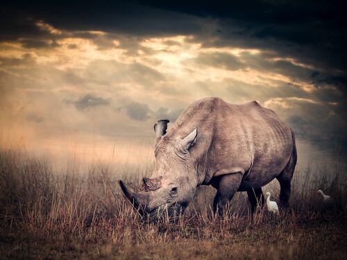 The Gentle Giant - MARIE FRANKEL - Fotografie