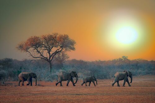 The Rising Sun - MARIE FRANKEL - Fotografia