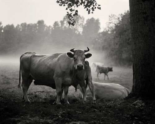 WALKING THROUGH THE FIELD II - MARTIAL LENOIR - Photograph