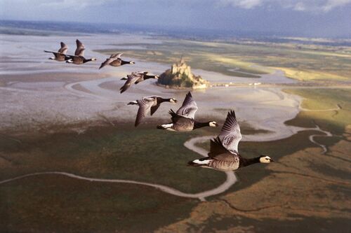 Le Mont Saint-Michel - Le peuple migrateur - MATHIEU SIMONET - Fotografía