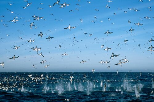 Sardine Run - MATHIEU SIMONET - Fotografía