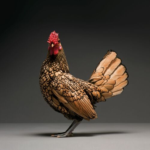 CHICKEN 01 - MATTEO TRANCHELLINI - Photographie