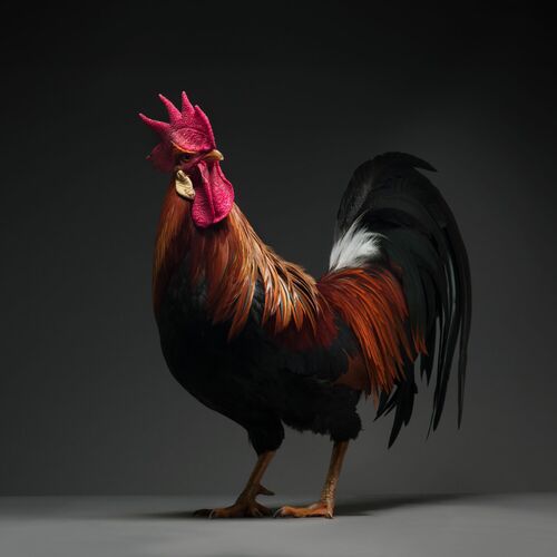 CHICKEN 03 - MATTEO TRANCHELLINI - Photograph