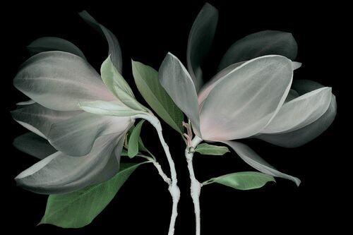 FLEUR DE MAGNOLIA - MICHEL GANTNER - Photographie