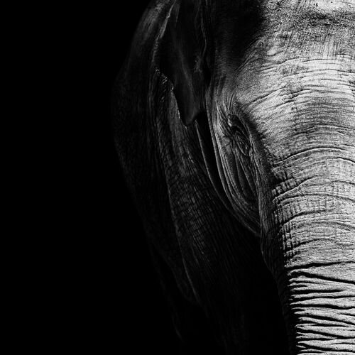 Elephas Maximus - NICOLAS EVARISTE - Photograph