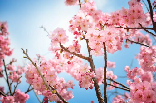 Sakura bloom - NICOLAS JACQUET - Photographie