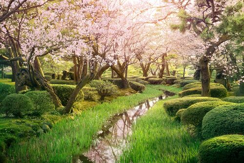 Sakura stream - NICOLAS JACQUET - Photograph