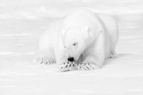 Ours noir et blanc