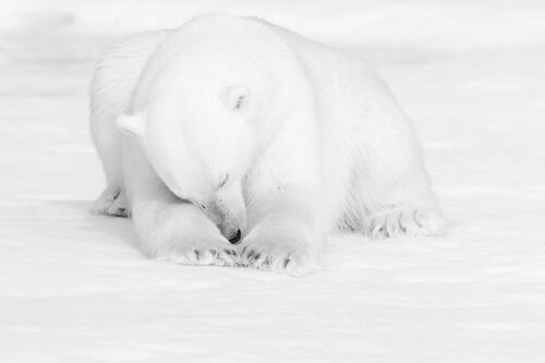 FROZEN DREAMS - NOLWENN HADET - Fotografía