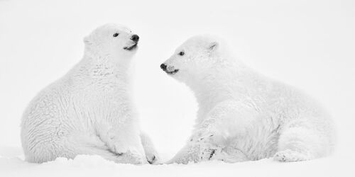 Photo Ours noir et blanc Achat de Tableaux Photographies Ours