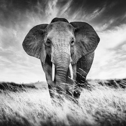 Photo lephant noir et blanc Achat de Tableaux Photographies