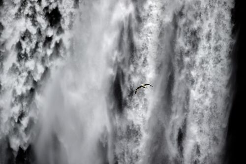 The fulmar’s wild flight - Olivier ANRIGO - Kunstfoto