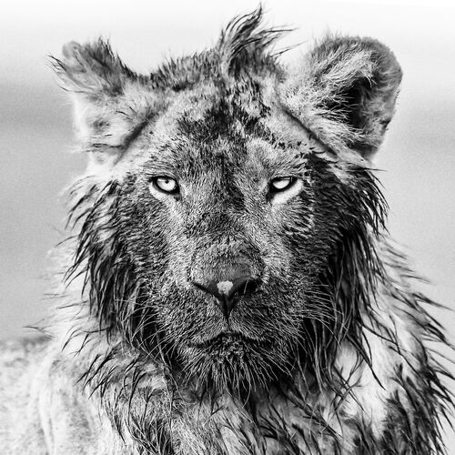 The mud bath - Olivier ANRIGO - Photographie