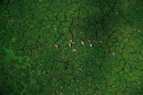 COMME UN PUZZLE D'HERBES - PATRICK DE WILDE - Kunstfoto