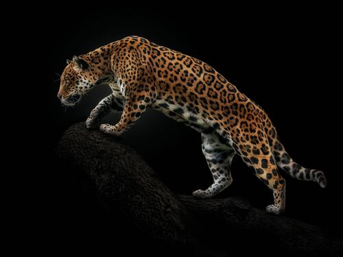 Amazonian jaguar - PEDRO JARQUE KREBS - Kunstfoto
