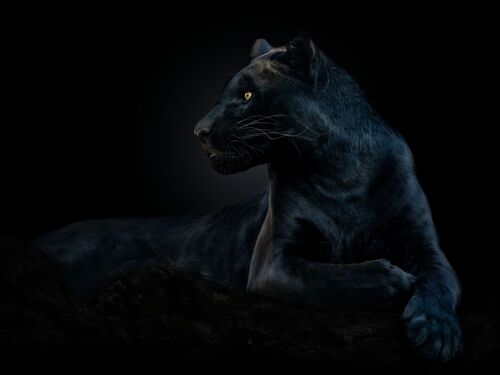 Black panther - PEDRO JARQUE KREBS - Fotografía