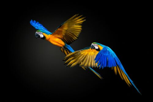 COLOR EXPLOSION - PEDRO JARQUE KREBS - Fotografie