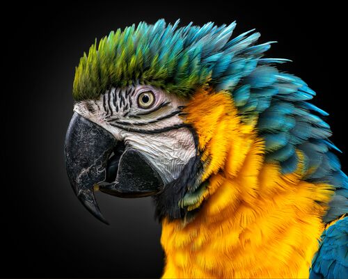 Electrifying macaw - PEDRO JARQUE KREBS - Kunstfoto