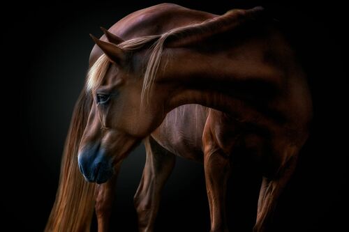 EQUUS - PEDRO JARQUE KREBS - Photograph