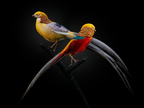 Golden pheasant - PEDRO JARQUE KREBS - Fotografía