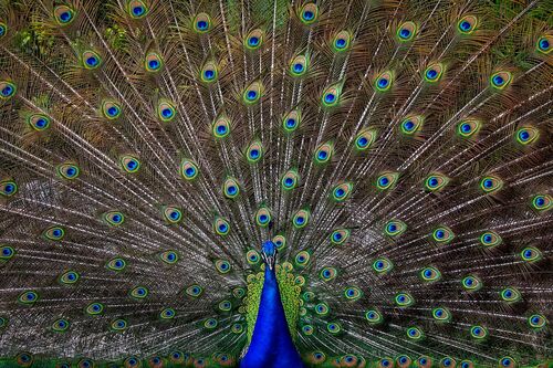 PEACOCK - PEDRO JARQUE KREBS - Kunstfoto