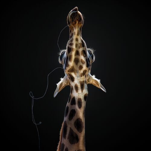 Salivating giraffe - PEDRO JARQUE KREBS - Kunstfoto