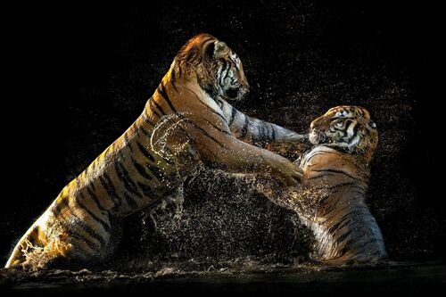 Siberian fight - PEDRO JARQUE KREBS - Fotografía